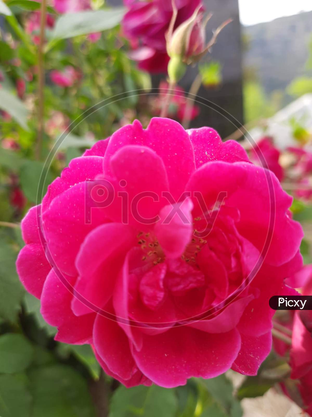 Beautiful red Rose in garden