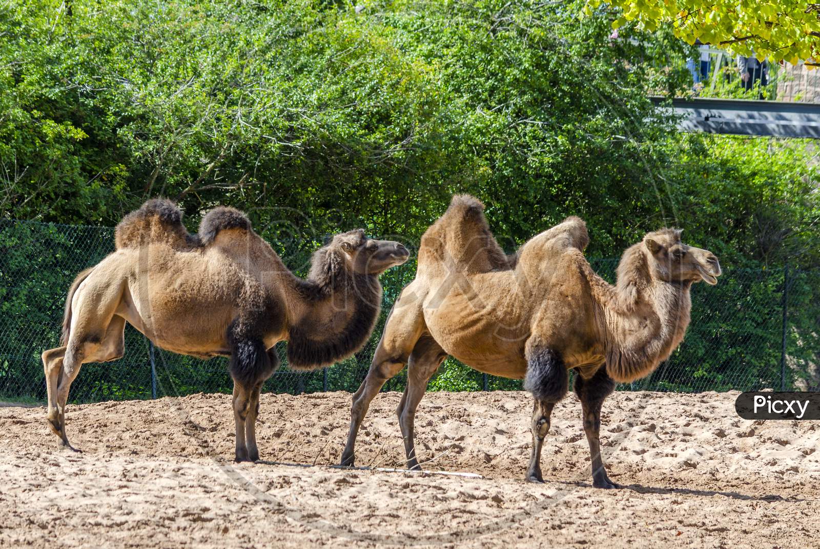 The Bactrian camel is a large, even-toed ungulate native to the steppes of Central Asia.