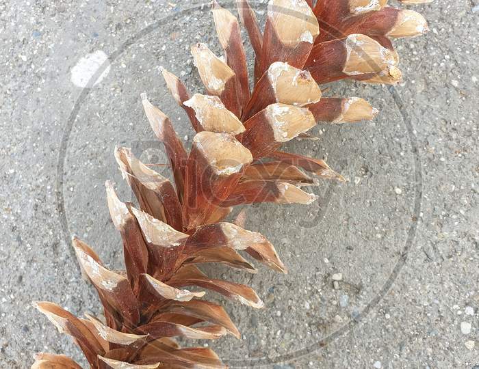 Beautiful pinus wallichiana cone, pine cone in surface of concrete slab in hilly area of Himachal pradesh, India