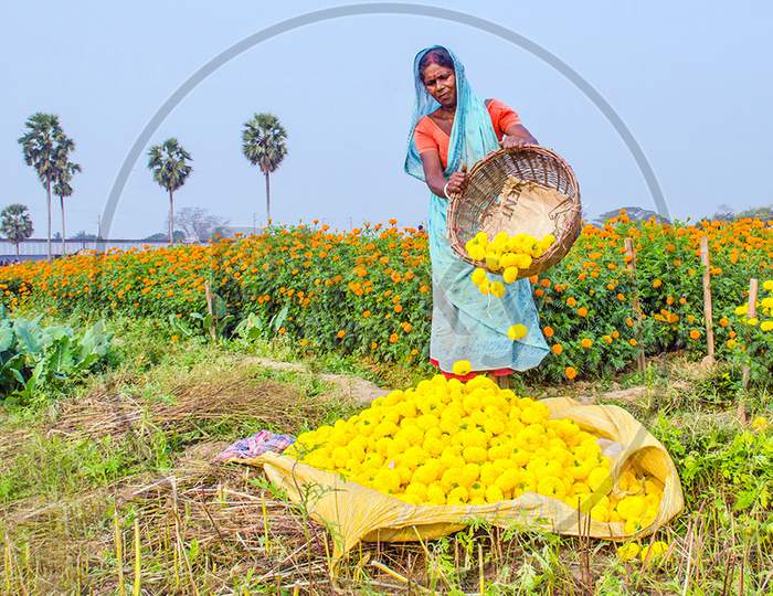 marigold flower farmer