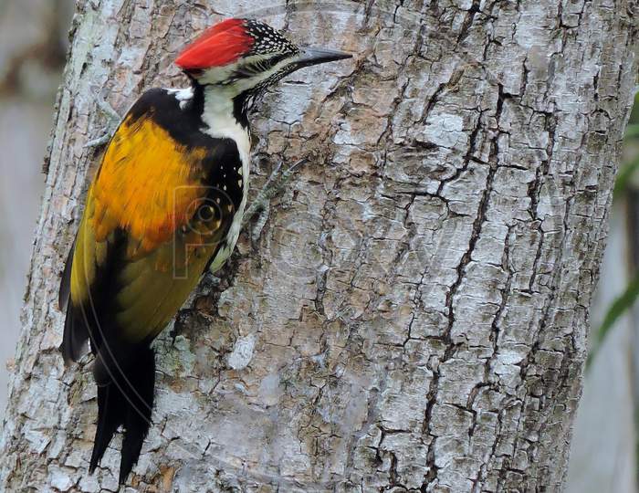 Golden Backed Woodpecker