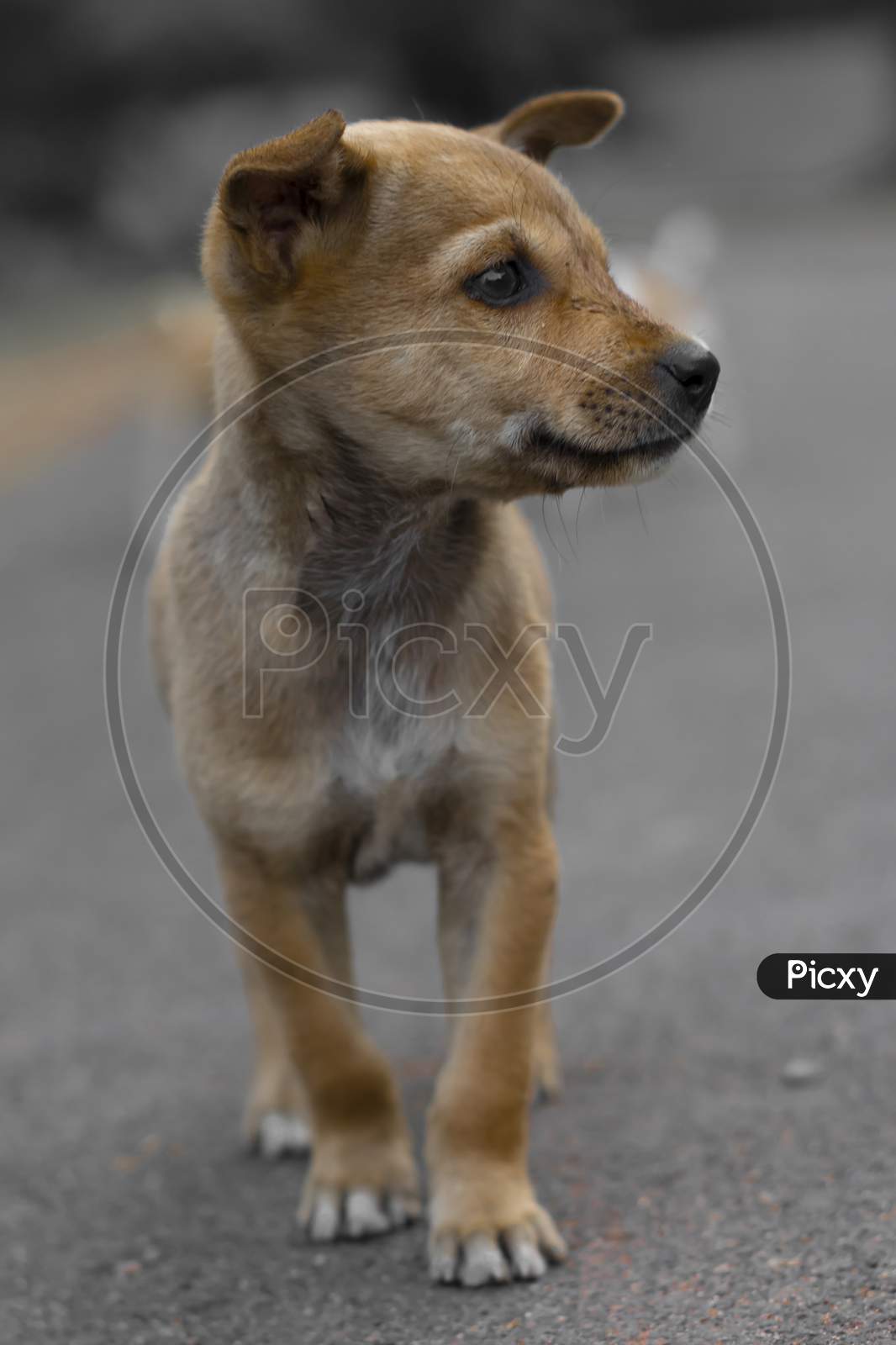 Street Puppy Brown Walking On Road Alone Looking Right
