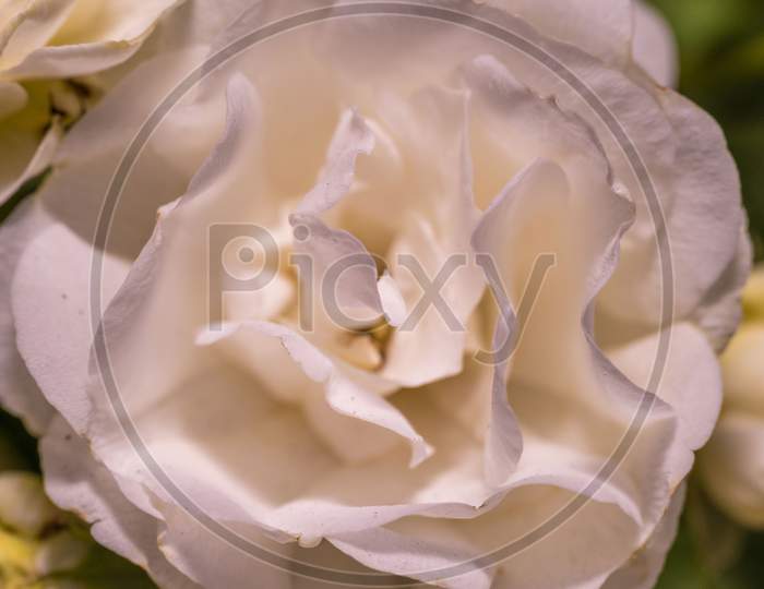 A Macro Shot Of White Rose With Pink Edges