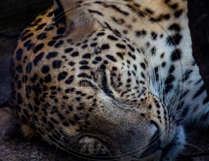 Leopard Sleeping in a Zoo