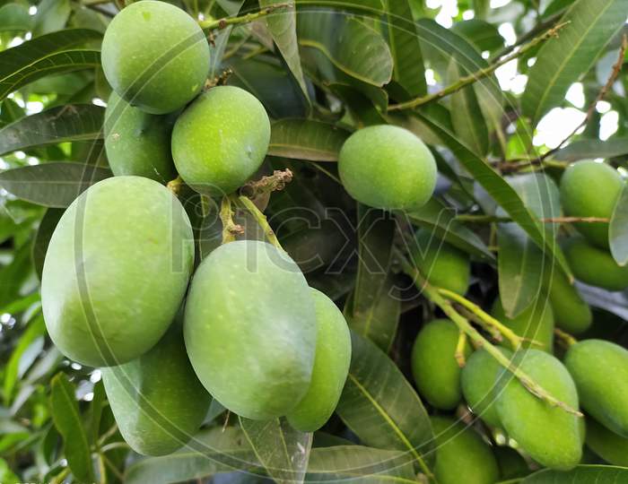 Raw mangoes on the tree