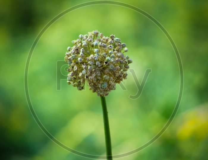 closeup of Dandelion flower