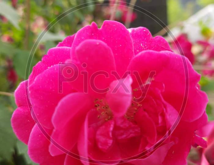 Beautiful red Rose in garden