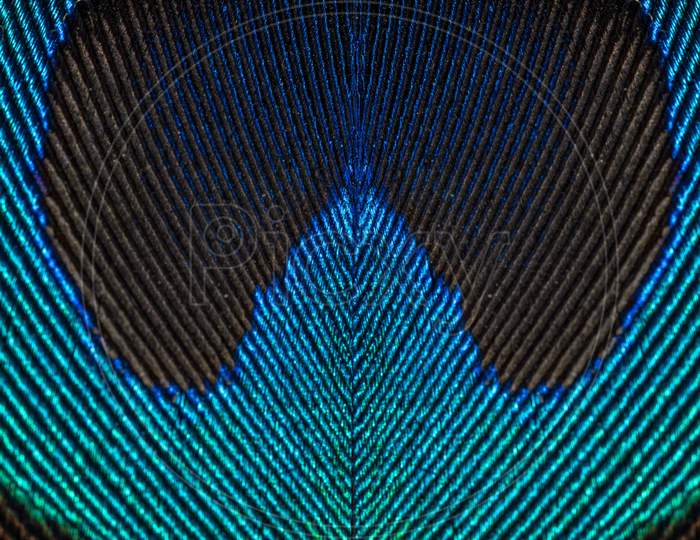 Macro Shot Of Beautiful Peacock Feather Texture With Vibrant Colors