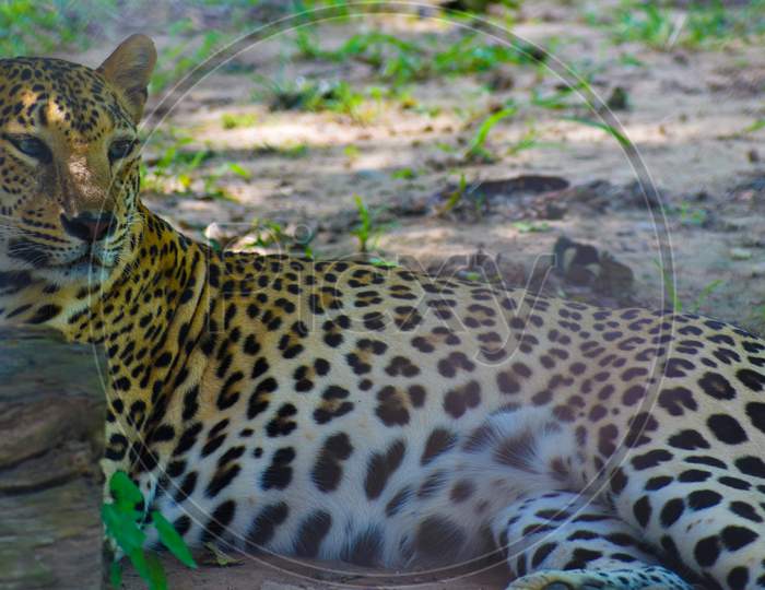 INDIAN LEOPARD RESTING UNDER TREE SHADOW