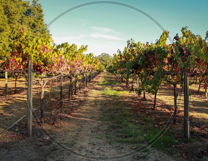 Napa Valley Vineyard View In California, Usa