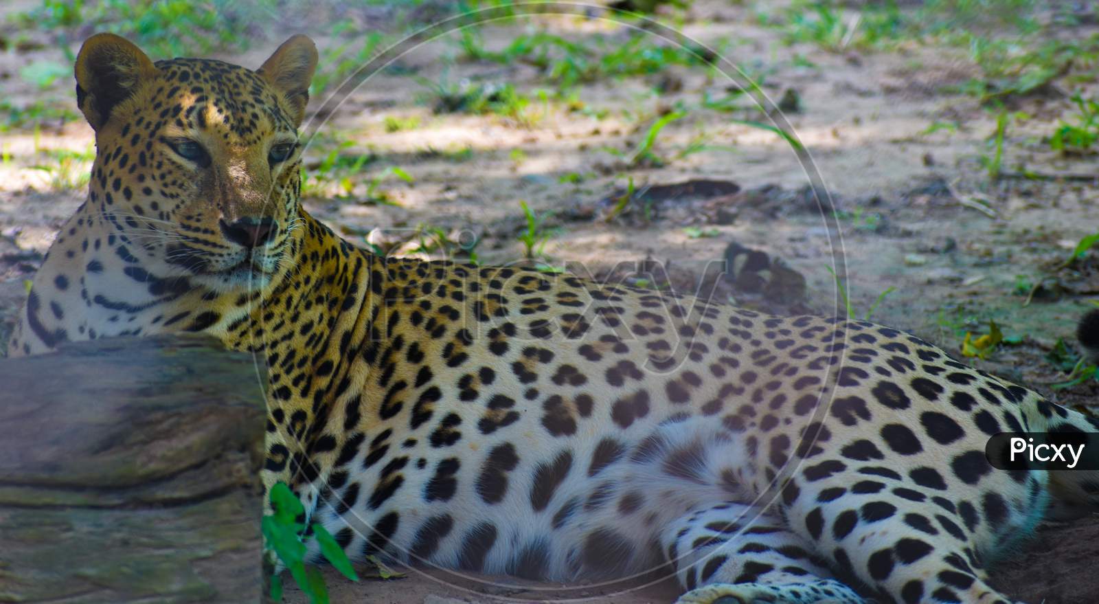 INDIAN LEOPARD RESTING UNDER TREE SHADOW