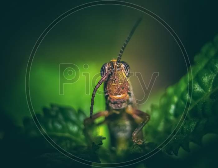 Grasshopper Isolated On Green Background. Straight View, Macro. Grasshoppers Are A Group Of Insects Belonging To The Syrbula Admirabilis. Macro Specimen And Chewing Herbivorous Insects.