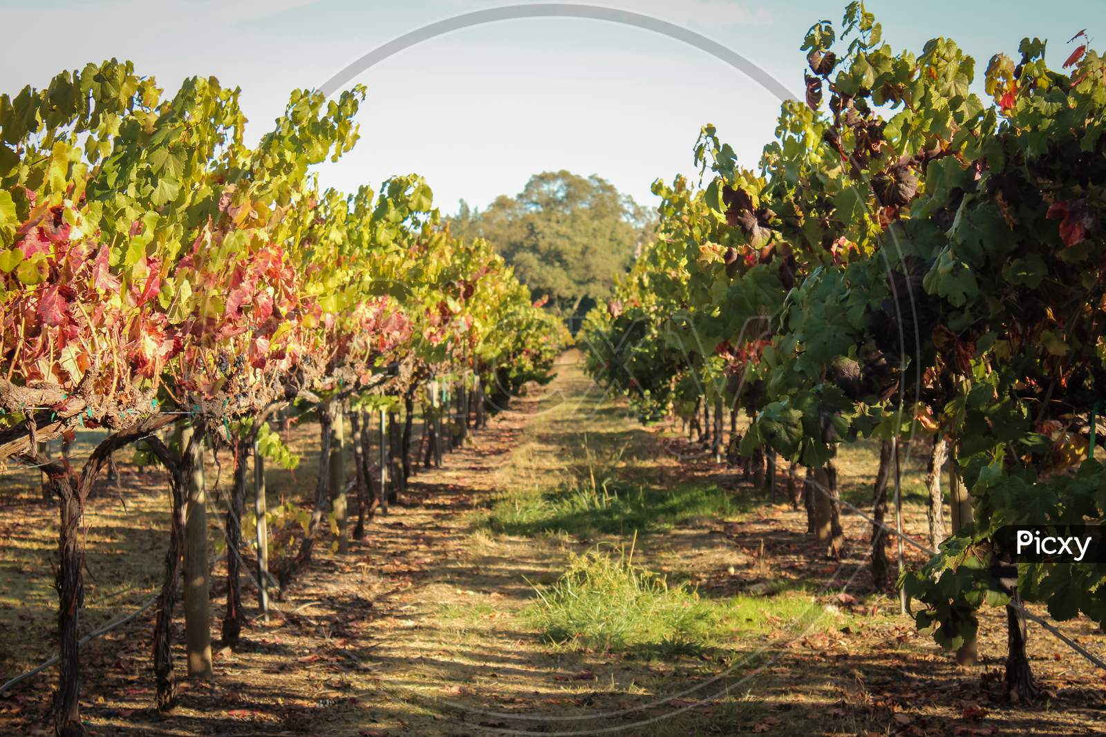 Beautiful View Of The Grape Plantation In A Vineyard, Napa Valley, California, Usa