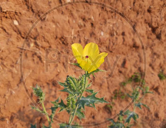 Flower of Argemone mexicana / Mexican poppy.