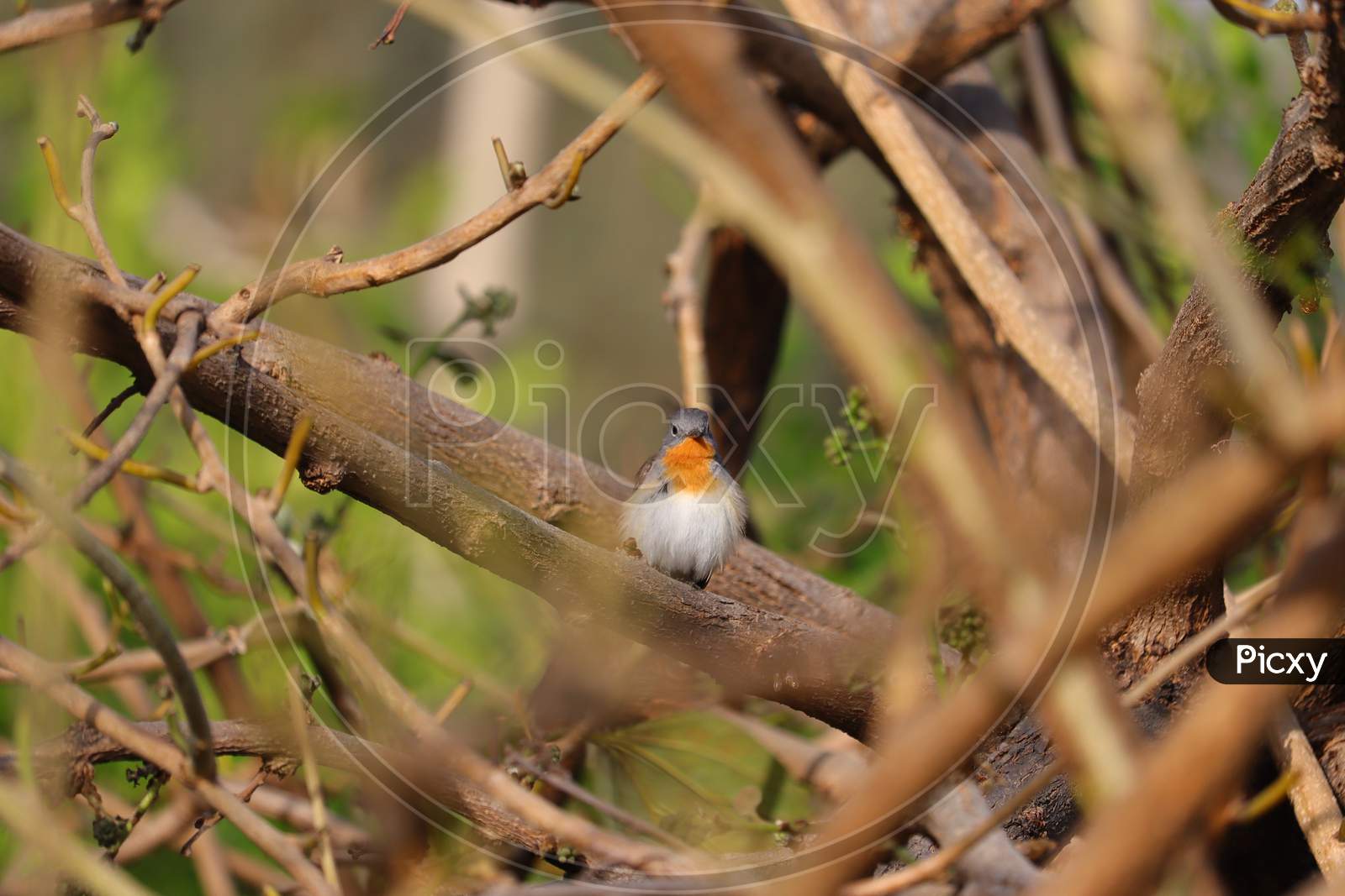 Robin Bird Sitting