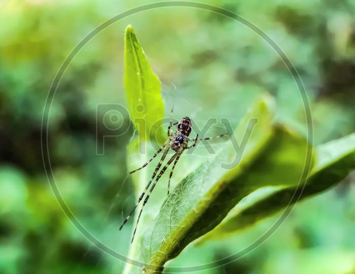 Yellow Color Spider Siting On The Green Color Grass Leaves And Green Background In The Garden.