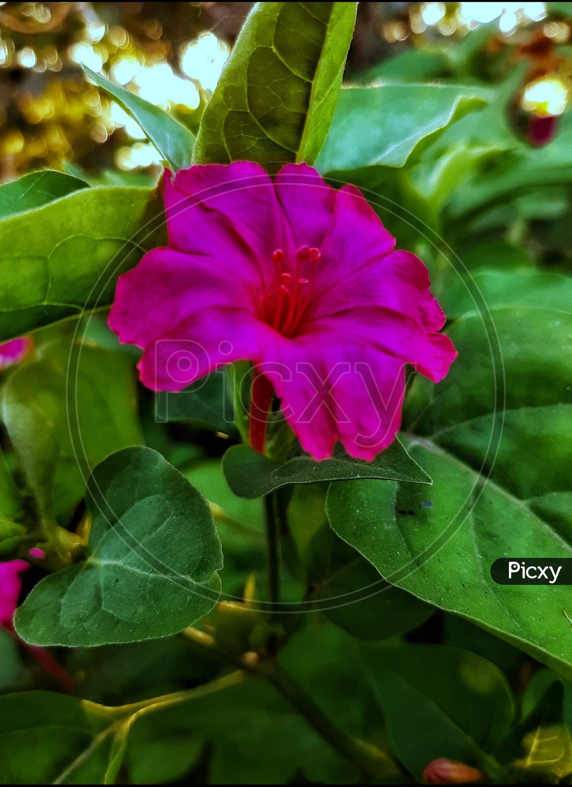 Photography of Pink flower with green leafs