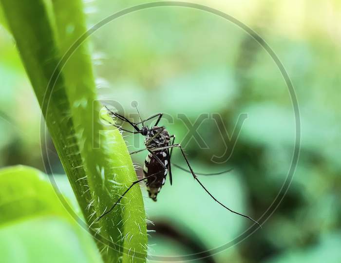 Mosquito Siting On The Green Color Grass Leaves And Green Background In The Garden.