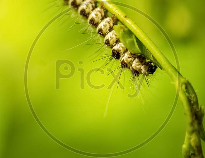 Caterpillar Eating A Leaf. Close Up Of Caterpillar Roaming And Eating A Green Leaf On Isolated On Green Background. Macro Photography.