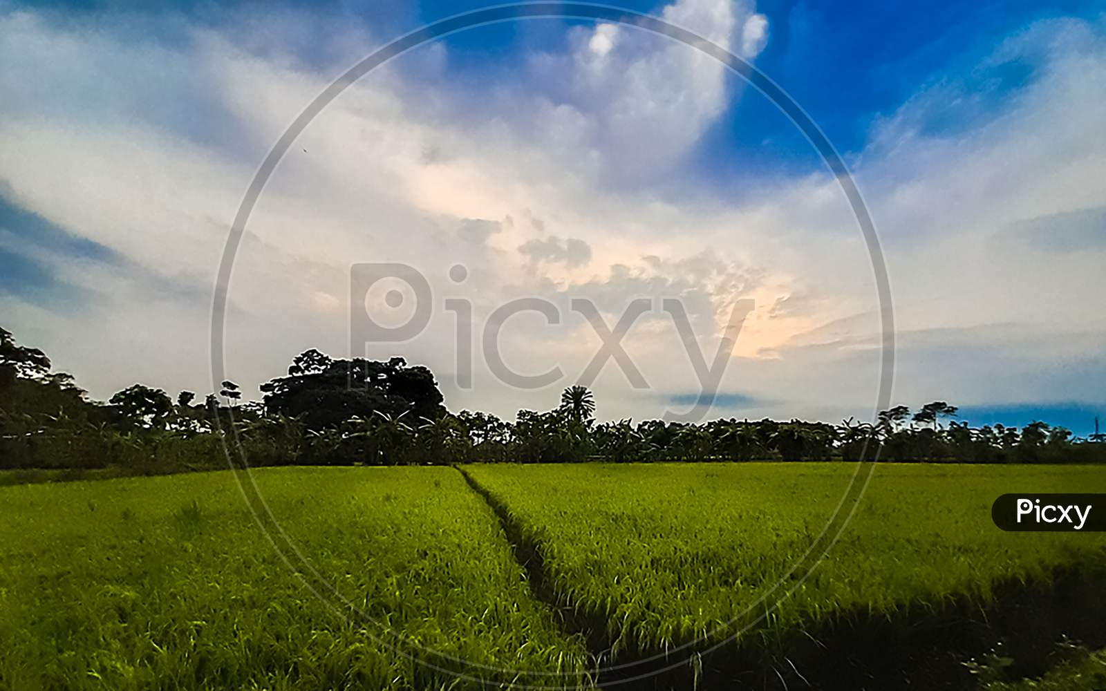 Indian Village Agriculture Green Paddy Land And Blue Sky With White Clouds.
