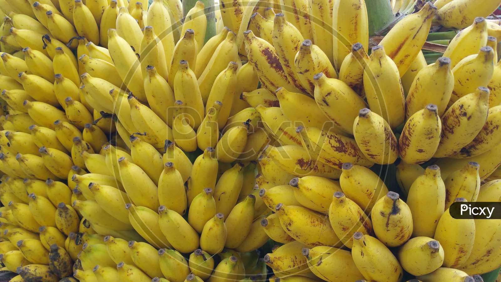 Close up pic of yellow bananas in a market