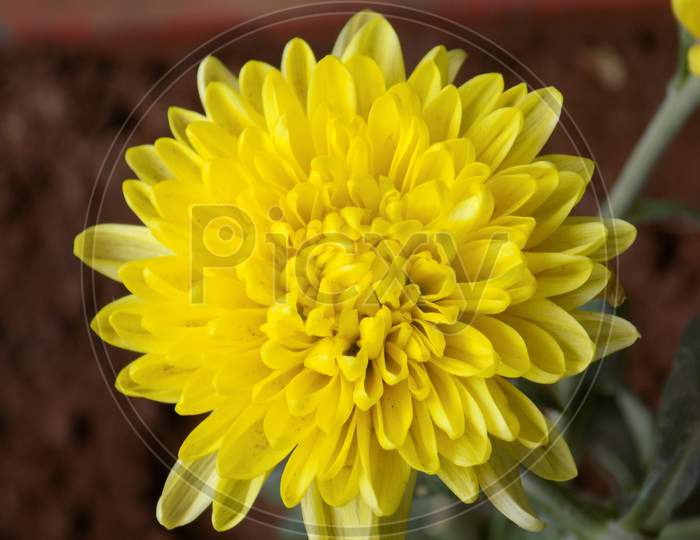 Yellow flower with lots of petals zoomed