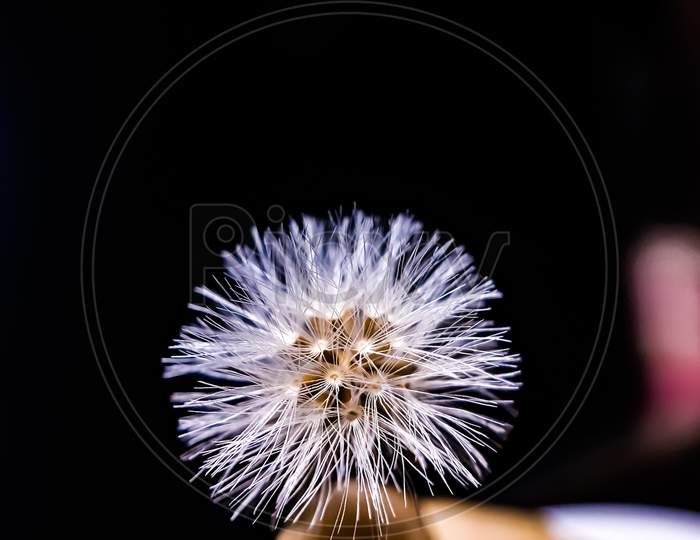 White Color Grass Flower In House At Night Time And Black Background.