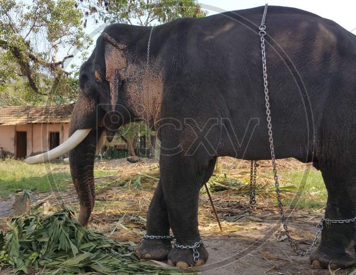 Elephant eating grass in the sanctuary