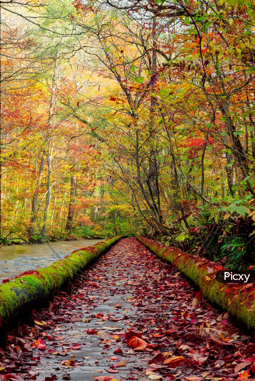 Pathway of Autumn.