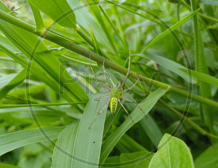 Spider on Grass