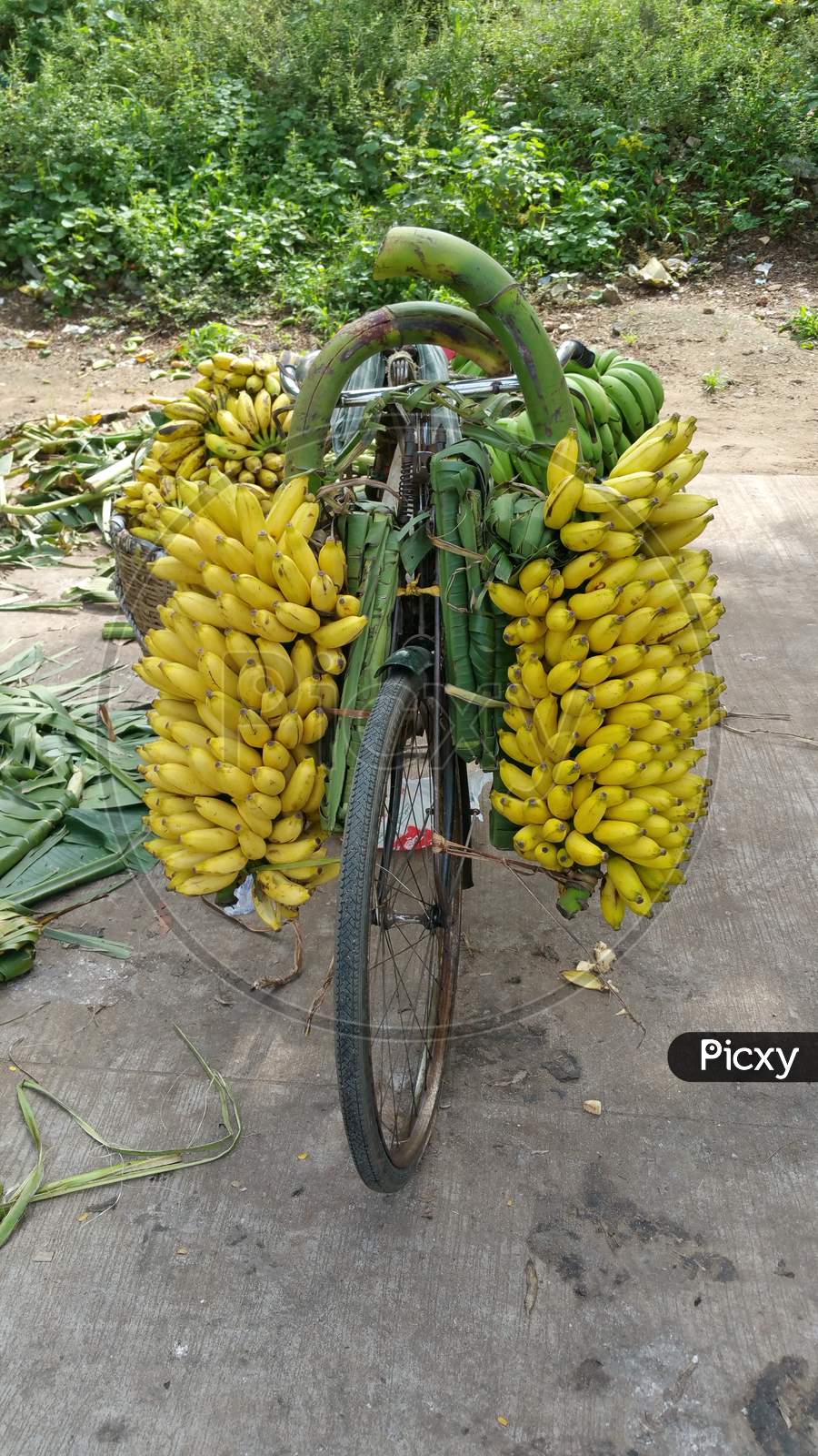 Bananas tied up to a bicycle