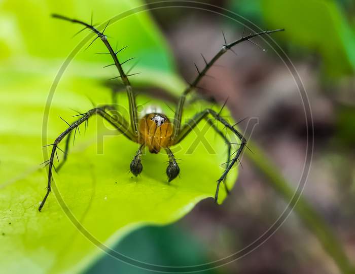 Yellow Color Spider Siting On The Green Leaves And Green Background In The Forest.