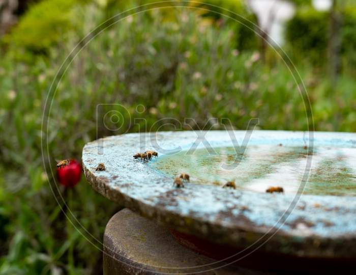 Bees are drinking water at birdbath in a flower garden on midday
