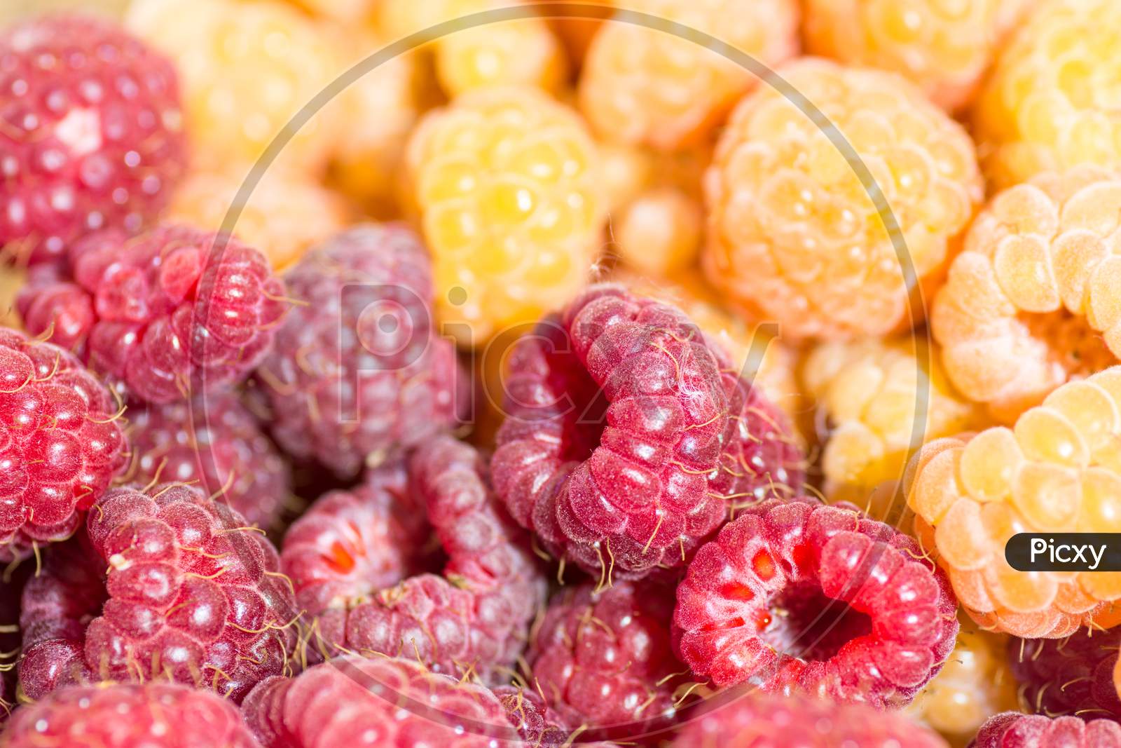 heap of red and yellow ripe juicy raspberry