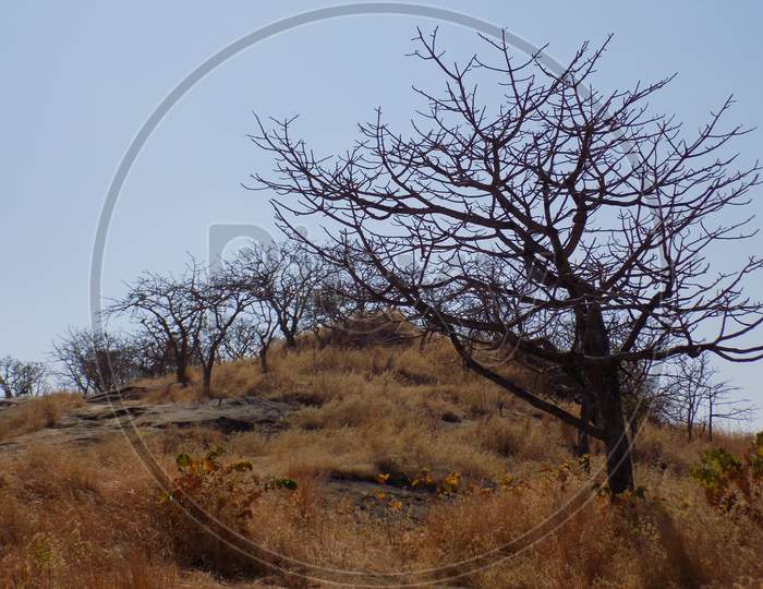 Dried tree on the mountain top with all Brown grass around and blue sky I