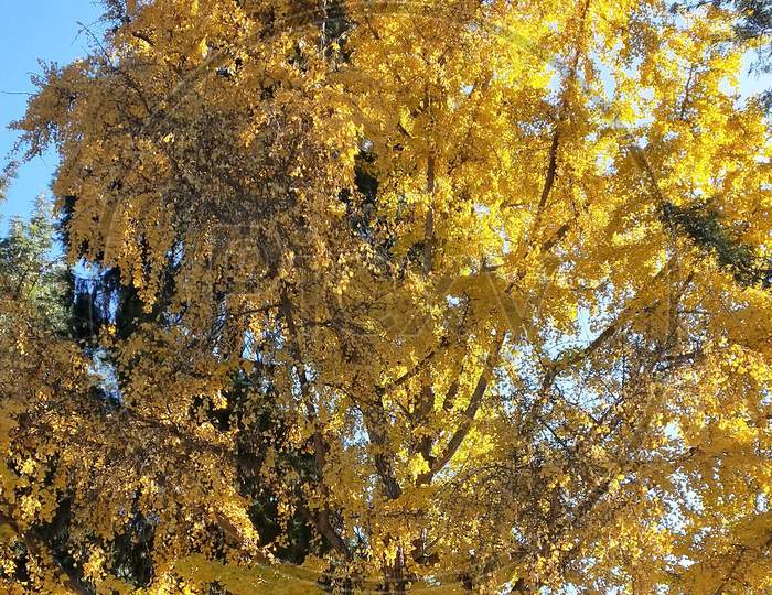A yellow  tree