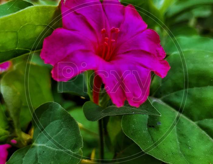 Photography of Pink flower with green leafs