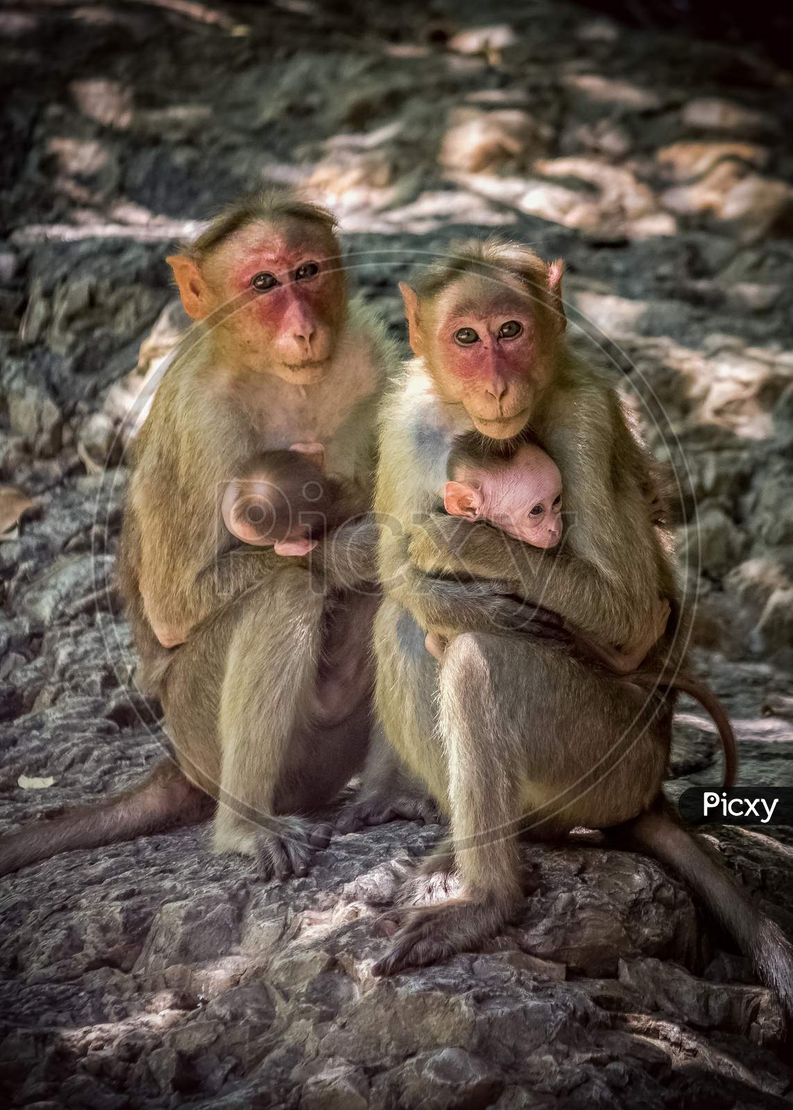Monkey Family With Two Babies. Two Monkey Mothers Holding Its Own Monkey Babies And Look At The Camera. Portrait Of Eye Contact Two Mother Monkeys Isolated On Rock Background.