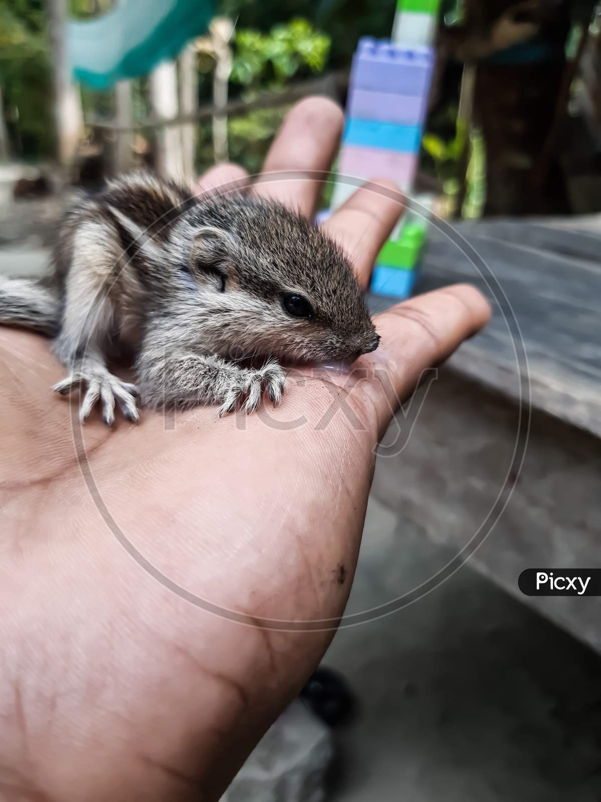 Baby Squirrel Siting On The Hand And Looking Me, How To Care For A Baby Squirrel.