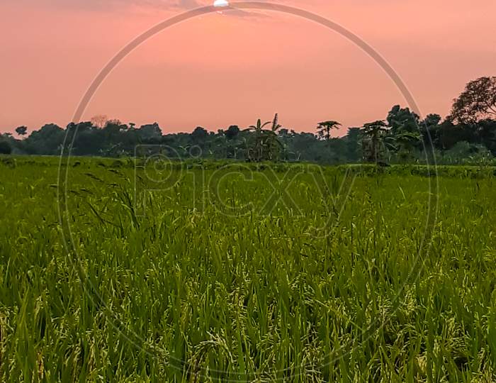 Green Paddy Fields And Cloudy Skies In The Village At Sunset.