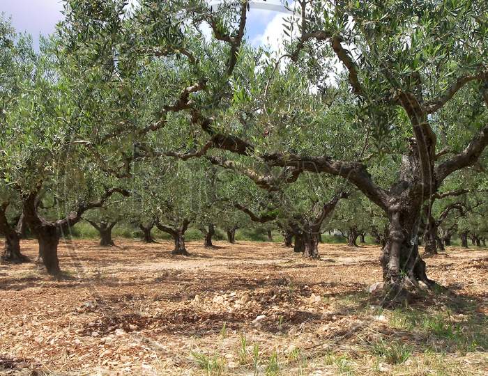A Greek olive grove in preparation for the autumn harvest