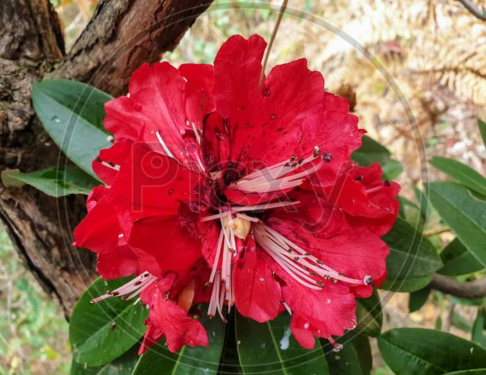 closeup of a lovely Rhododendron arboreum, burans flower eaten by birds with green leaves in jungle of mandi, Himachal pradesh, India