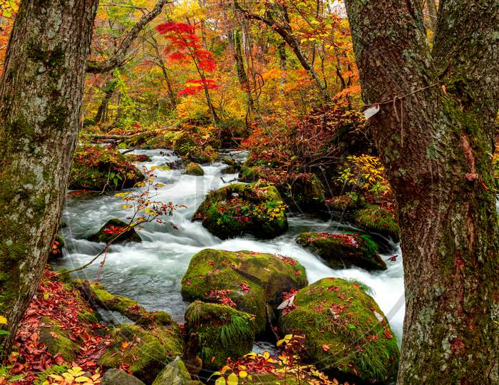 Oirase stream during autumn.