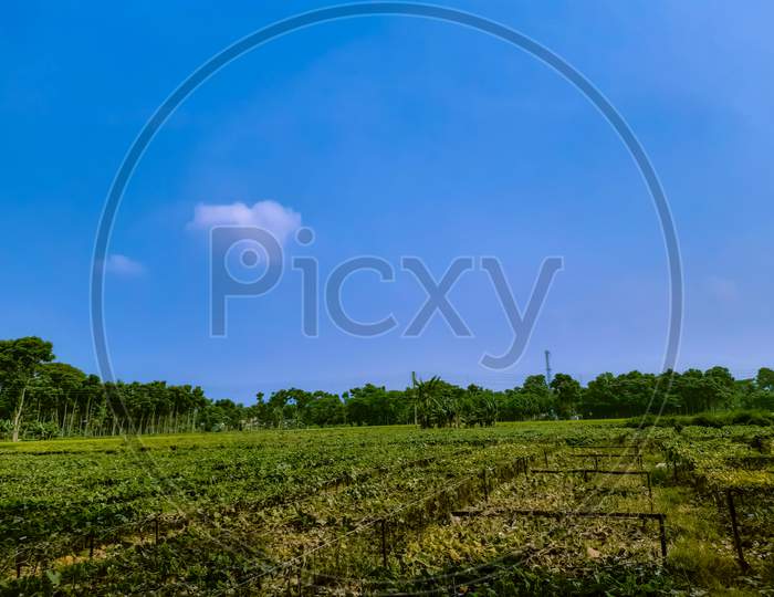 Green Agriculture Land And Beautiful Blue Sky With White Clouds And Afternoon Time.