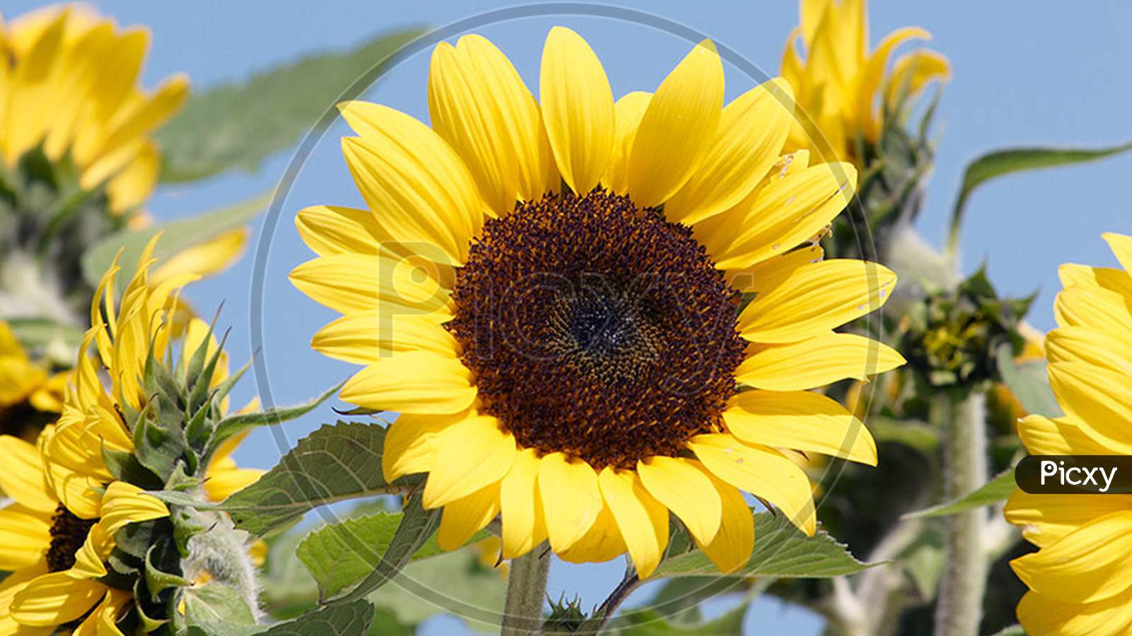 Sunflower to grow in our garden- garden gate