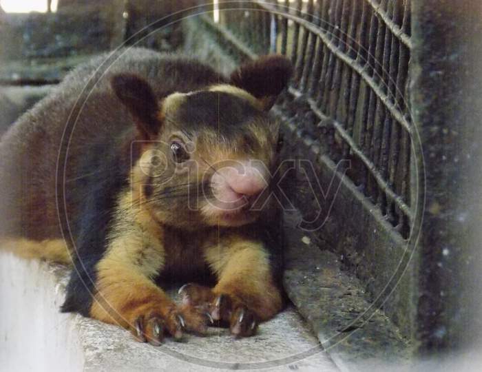 Flying injured squirrel taking rest in fence