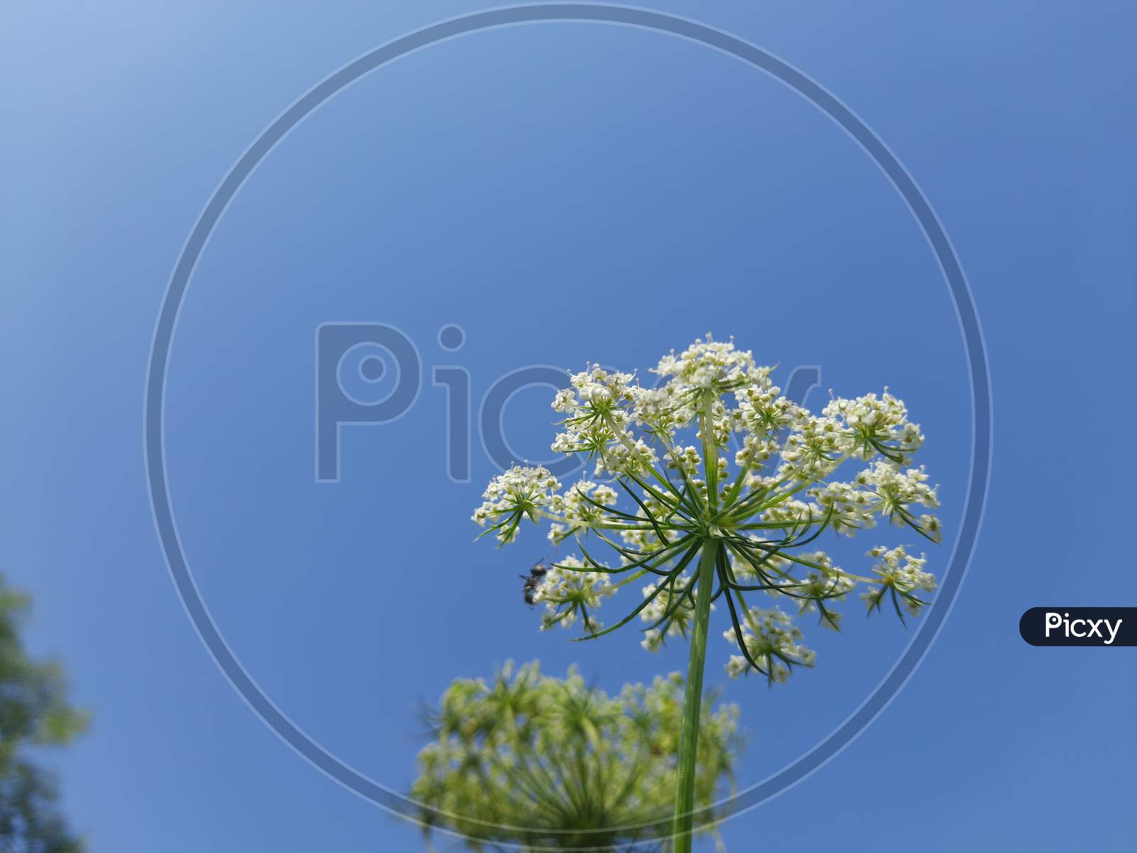white carrot flowers in blue sky background.