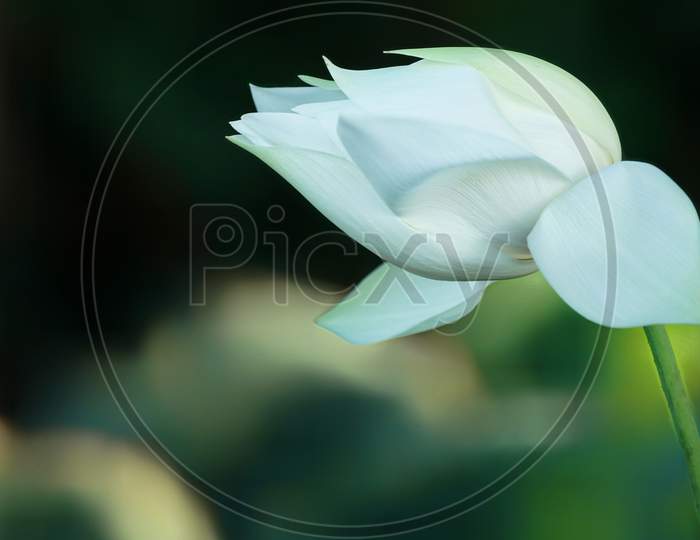 white lotus flower.