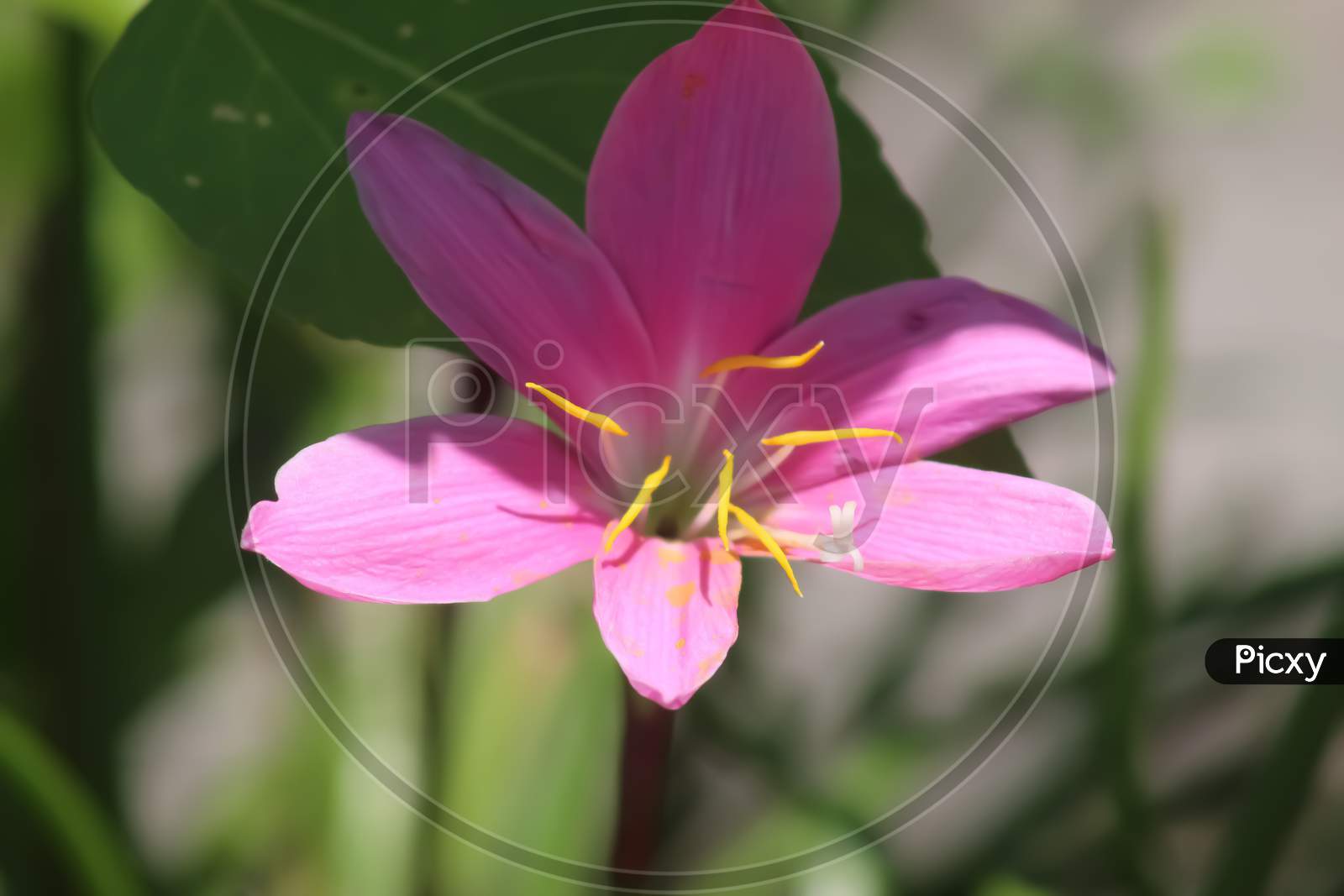 Pink petaled flower