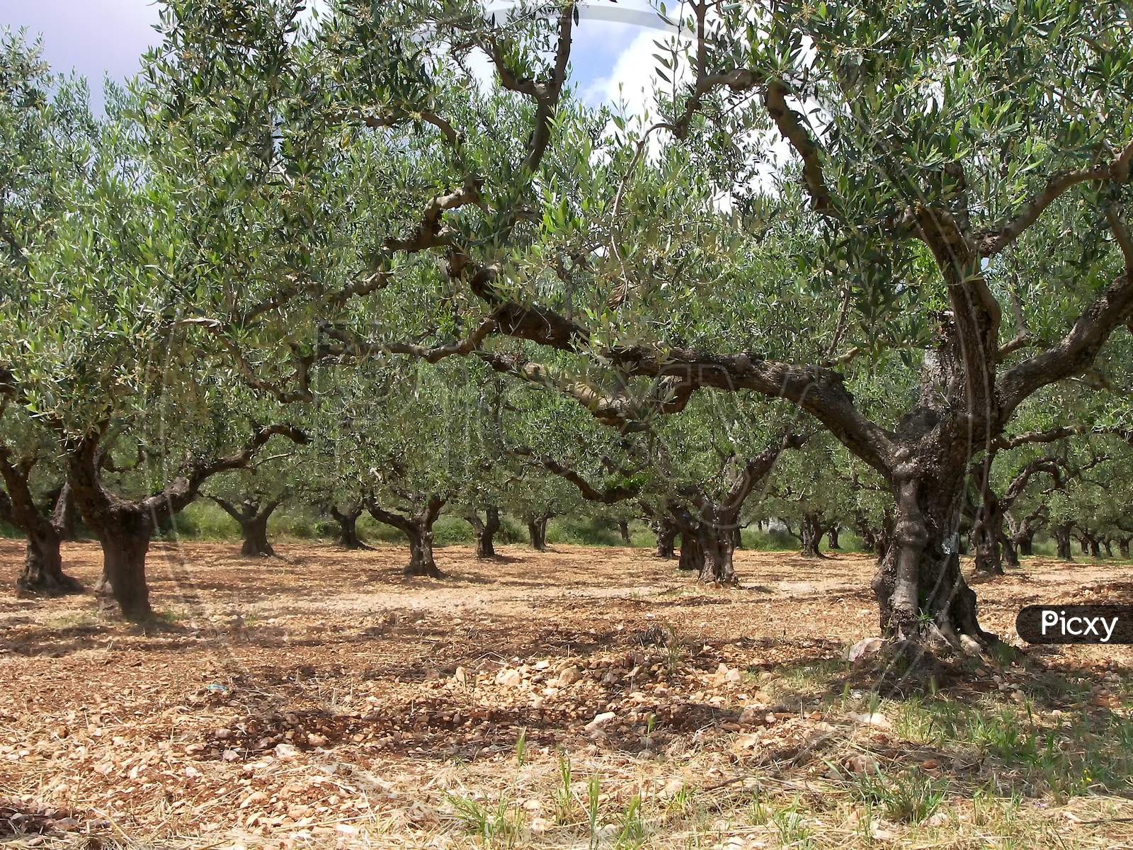 A Greek olive grove in preparation for the autumn harvest